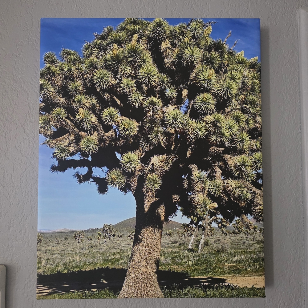 California Joshua Tree Wrapped Canvas Photography